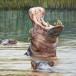 Les hippos - Format 40x30 cm