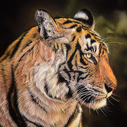 Teddy le tigre - Format 40x30 cm