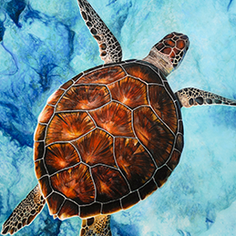 La Tortue verte - Format 40x30 cm