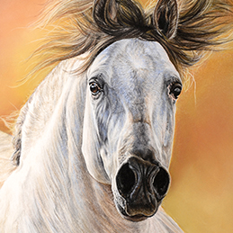 Macedo - Format 21x31 cm