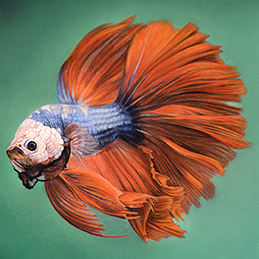 Le Betta - Format 21x31 cm