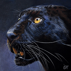 Noctis - Format 15x15 cm