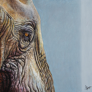 Achille - Format 24x24 cm